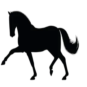 Susan Graham White Dressage